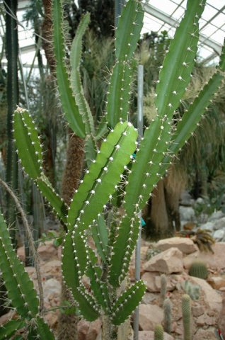 Calymanthium_substerile